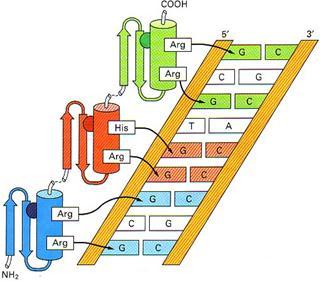 DNA α-helix-loop-βsheet המשפחה קיימת רק באאוקריוטים.