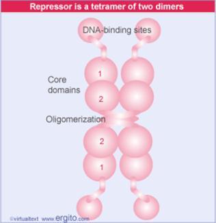 הרפרסור: ל- lacl רפרסור יש כמה דומיינים, -Helix-turn-helix דרכו הוא נקשר ל- DNA.