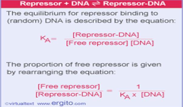 מתאימים לקשירה ל- grooves של ה- DNA.