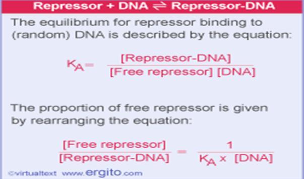 מתאימים לקשירה ל- grooves של ה- DNA.