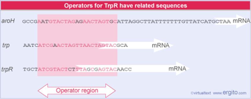 ה- polymerase RNA מוחזק ע"י הרפרסור וכשהוא מסולק האנזים יכול מייד לפעול.