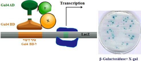 אינטראקציה בין חלבון X לחלבון Y תביא לקרבה בין Gal4 AD ל- BD,Gal4 לגיוס פקטורי השעתוק ופולימראז ולשעתוק הגן LacZ המקודד ל- β-galactosidase.