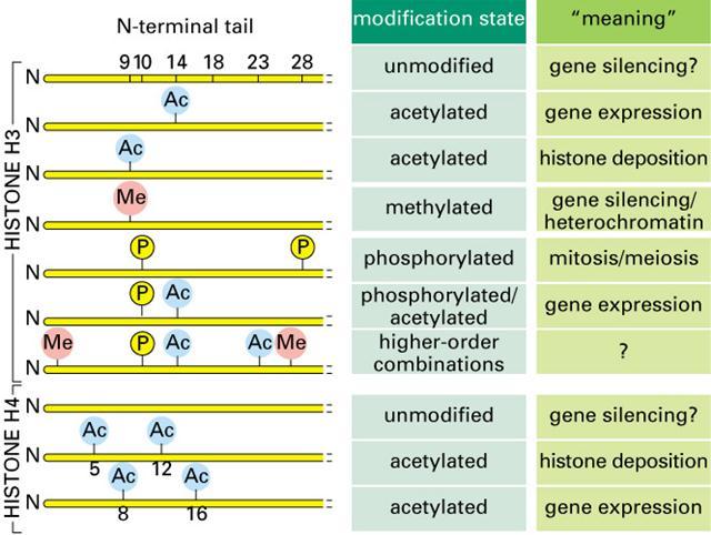 מודיפיקציות קוולנטיות בהיסטונים: ההיסטונים, החלבונים שאורזים את ה- DNA, עוברים הרבה מאוד