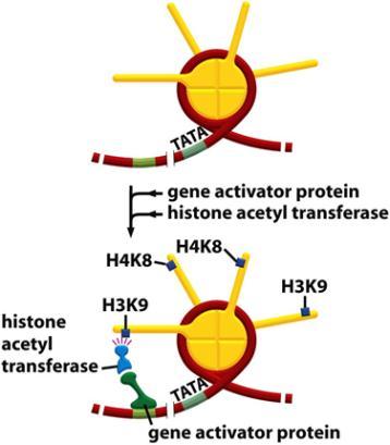 :Nucleosome remodeling :Chromatin remodeling complex המודיפיקציות )הרחבה בהמשך(.