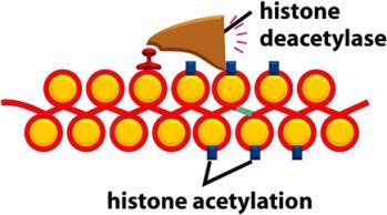 tata עיכוב ה- remodeling : גיוס ה- complex chromatin remodeling למקום אחר מה שיביא את ה- DNA לחזרה למצב דחוס שלא מאפשר היקשרות TFIID ל- box.