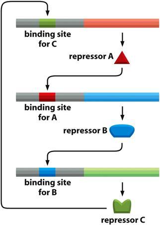 המסלול הפרופאג': הגנום של הבקטריופאג' נכנס לתוך גנום החיידק, החיידק ממשיך לחיות והגנים שבונים את הבקטריופאג' מושתקים, רק ה- DNA שלו נמצא בפנים. 1.