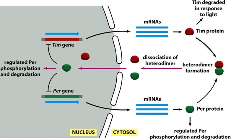 :The circadian clock in Drosophila מערכת בדרוזופילה הרגישה לאור השמש. שני גנים: Tim ו- Per אשר יוצרים את ה- mrna שלהם שמתורגם בציטופלסמה.