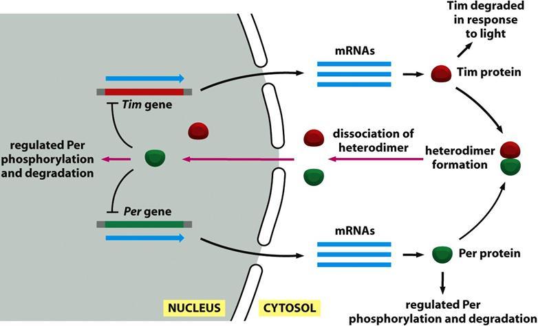 :The circadian clock in Drosophila מערכת בדרוזופילה הרגישה לאור השמש. שני גנים: Tim ו- Per אשר יוצרים את ה- mrna שלהם שמתורגם בציטופלסמה.