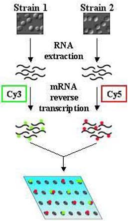 אנליזת ה- Microarray.3.1.1.1.1.6.7 אנליזה שנעשית ברמת ה- RNA והיא מתבססת על היברידיזצייה.