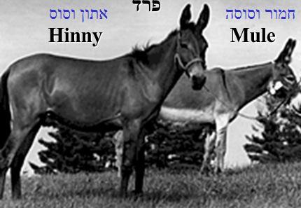 החתמה גנומית )Imprinting( אפיגנטיקה: גורמים המשפיעים על הביטוי הגנטי למרות שהם לא כתובים ברצף הגנום.