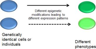 דוגמאות:,chromatin remodeling מתילציה של DNA ו- RNA קצרים, מודיפיקציות להיסטונים, מיקום הנוקליאוזום, זמן השכפול ועוד... המשמעות: "מעל הגנטיקה", מידע המקודד מעבר לרצף ה- DNA.