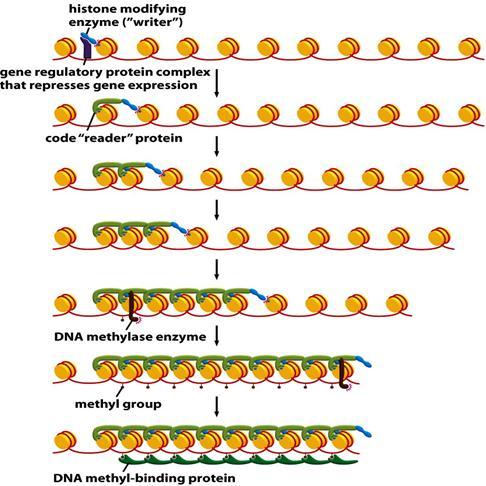 למתילאז העיקרי:,maintenance methylase יש תכונה שכאשר ה- DNA משוכפל, נוצר מצב שבו גדיל אחד מכיל מתיל )הגדיל המקורי( והגדיל השני לא )הגדיל החדש(, וכאשר האנזים hemimethylated רואה DNA שהוא הוא ממתל גם