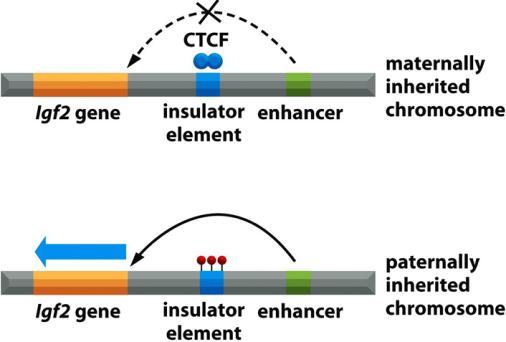 דוגמא נוספת ל- imprinting :genomic הגן,Igf2 מקודד לגורם גדילה שקובע את גודלו של העובר. בין ה- enhancer אל הגן יש insulator אשר אליו נקשר חלבון: הוא לא יכול להיקשר אם הרצף של ה- Insulator.