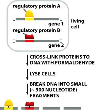 ChIP on Chip.Chromatin Immunoprecipitation :ChIP השיטה משמשת למציאת אתרי קשירה על חלבון מסויים. לפעמים ניתן לזהות את אתר הקשירה ברגע נתון )למשל, רק בטמפרטורה מסויימת(.