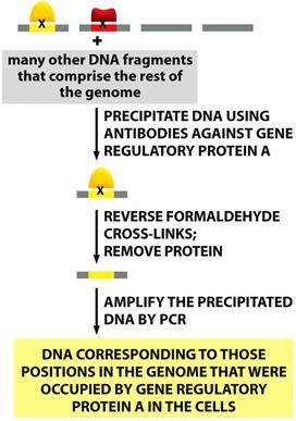 לחלק מהפרגמנטים יהיו קשורים חלבונים ולחלק לא. משתמשים בנוגדן לחלבון ספציפי )בתמונה- הצהוב(. מפרידים את החלבון מה- DNA ונשארים עם הרצף אליו הוא נקשר. עושים הגברה של הרצף עם.