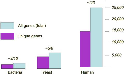 1 3 - - - אבולוצית הגנום- משפחות גנים במהלך האבולוצייה הייתה מגמת עליה מבחינת מספר הגנים. איך התפתחו הגנים החדשים? כשמסתכלים על גנים של יונקים, הרבה מהם שייכים למשפחות של גנים, שהתפתחו מאותו אב קדמון.
