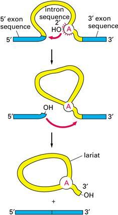 Alternative Splicing הגנים האאוקריוטים בנויים מאלמנטים שנשארים בתעתיק הסופי- האקסונים, והם "מופרעים" ע"י האינטרונים שאינם נשארים. האינטרון גדול יותר מפי- 31 בממוצע מהאקסון.