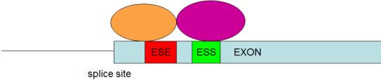 סוגים שונים של :Alternative splicing :Cassette exon האקסון האמצעי לפעמים נכנס לתעתיק הסופי ולפעמים לא והשניים שבצדדים תמיד ייכנסו )קונסטיטוטיבים(.