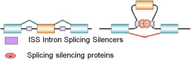 בקרה שלילית: הפקטור נקשר ל- ISE ומפריע פיזית לקשירת חלבוני מערכת ה- splicing. הסתרה של האקסון ממערכת ה- splicing ע"י יצירה של לולאות בתעתיק.