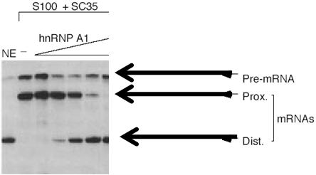 האתר הפרוקסימלי: קרוב יותר ל- point.branch האתר הדיסטאלי: רחוק יותר מה- point.branch בדיקת התהליך: הכניסו SC35 שהוא,SR protein והתחילו להוסיף hnrnp A1 בריכוזים עולים.