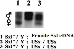 מה שהביא לכניסת אקסון וקבלת tra לא פעיל כמו בזכר. מסקנה: האזור ה- N -טרמינאלי של החלבון U2AF הוא החלק המוכר ע"י מערכת ה- splicing ו- Sxl הינו אנטגוניסט של.