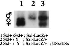 tra בכדי לבדוק אם אותו המנגנון מתרחש גם in vivo ואם מנגנון דומה מבקר גם את השחבור האלטרנטיבי של הגן,Sxl יצרתם זבובים טרנסגנים אשר עברו טרנספורמציה עם הגן הכימרי USx המבוטא תחת פרומוטור רגיש לחום-