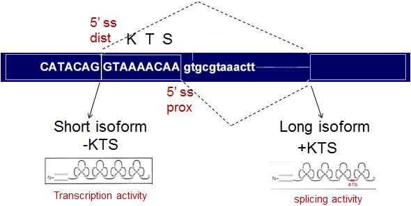 פגיעה בתהליך ה- Splicing : מוטציות ב- sites.splice מוטציות ב- junction, באזור התפר בין האקסון לאינטרון, פוגעות ב- ESE,ESS,ISE,ISS.