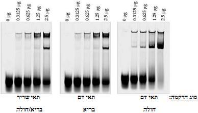 branch החוקרים החליטו להריץ בג'ל את תוצרי ה- PCR שערכו, עבור אקסון 3 ו- 1 בלבד. התוצאות שהם קבלו: מסקנה: הגן עובר.