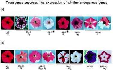 The small RNA world התברר שבתאים שלנו יש המון המון RNA רים שלא מקודדים לחלבונים. העולם הזה התגלה לפני כ- 31 שנים )בשנת 1111(, והוכתר כתגלית הגדולה של אותה שנה ע"י מגזין.