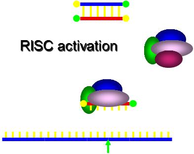 פרומוטור חזק והגן בכיוון הפוך מביא ליצירת הגדיל המשלים שמתחבר ל- RNA :Antisense RNA המקורי ובכך גורם לשיתוקו, ds-rna עובר פירוק מהיר ע"י המנגנון. מדוע נוצר המנגנון?