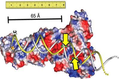 חלבון שיש בו תעלה ל- ds-rna :Dicer והמבנה שלו מאפשר לו לחתוך בדיוק באורך הרצוי. :Argonaout הקומפלקס החלבוני, חלבון אחד בו קושר את ה- sirna וישנה תעלה שקושרת את mrna המטרה.