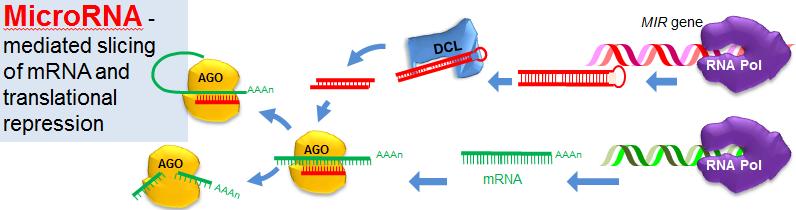 אלה גנים המקודדים בגרעין ע"י פלימראז,II עוברים capping ו- adenylation באופן רגיל אבל הם יוצרים מבנה,stem & loop והוא מזוהה ע"י,DICER שקוצץ אותו לגודל המתאים.