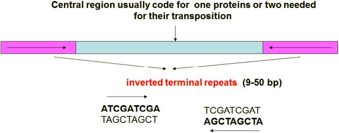 טרנספוזונים: טרנספוזונים דרך :DNA זהו תהליך שבו אלמנטים בגנום עוברים ממקום למקום. משערים כי הם הגיעו ממקור ויראלי )אך זה לא ודאי(.