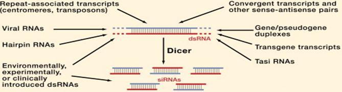 שימושים מעבדתיים ב- RNAi : מאפשר בקלות לשתק את הביטוי down(,knock בניגוד ל- Knock-out שמשמעותו הוצאת הגן( של גן בצורה ספציפית לחלוטין, אין צורך בהנדסה גנטית מסובכת לצורך הסרת הגן, ואין