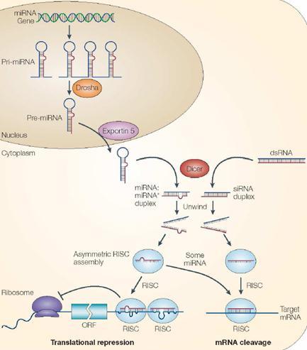 ואז הריבוזומים עולים ומתרגמים יותר ביעילות. ואז ישנם כמה מנגנונים בהם mirna+risc נקשרים, כמעט תמיד ב '3, UTR והקשירה הזו מונעת את ה- mrna.