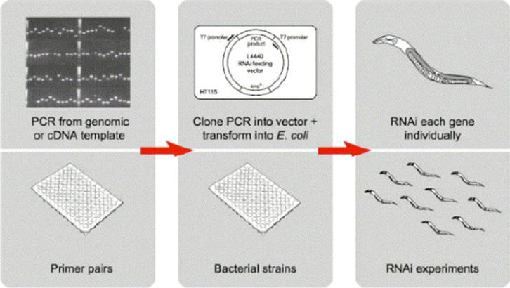 RNAi השפעה על מתילציות: הם נקשרים ל- RNA שנוצר תוך כדי שעתוק, וכשהוא עדיין קשור ל-,DNA הקומפלקס הזה משפיע על השעתוק ע"י מתילציה או.ch