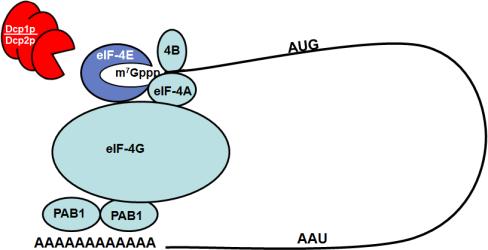 מנגנון פירוק ה- mrna :.3.1 קיצור זנב ה- polya. מזנב שאורכו 71 בשמרים ו- 111 בתאי יונקים עוברים לזנב קצר ע"י אנזימים Deadenylases שמפרקים את הזנב.