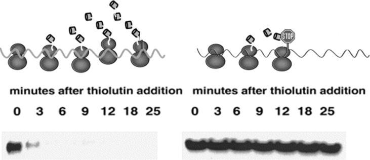 מנגנוני בקרת איכות: מערכת אשר מזהה פגמים ב- mrna ובגללם, היא מסלקת אותו מהמערכת.