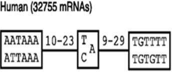 אם מורידים את ה- codon,stop ה- mrna נהיה מאוד לא יציב ועובר פירוק מאוד מהיר. זמן מחצית החיים הפך לפחות מ- 1 דקות.