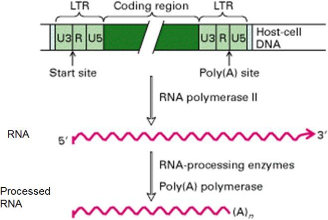 ה- DNA הנייד טרנספוזונים מסוג RNA הנפוץ ביותר בטבע. מהווים מספר רב מהרצפים החוזרים בגנום, ונמצא שטרנספוזאז הוא הגן טרנספוזונים דרך :RNA תחילה חשדו שאלמנט הנקרא: Ty בשמרים קופץ דרך שלב מעבר של.