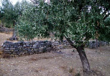 125 Εικόνα 13. Αντιστήριξη κάθετης πλευράς για συγκράτηση εδάφους σε καλλιέργεια ελιάς, Ρέτσινα Μεσολογγίου. Figure 13. Vertical side retaining to hold soil in olive cultivation, Retsina- Messolonghi.