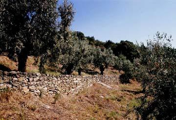 οτιδήποτε άλλο. Εικόνα 20. Αναβαθμίδες παράλληλες με οριζόντια επιχωμάτωση Μέγα Δένδρο Θέρμου.