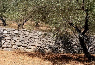 συμπαγές πέτρωμα. Η κατασκευή της πεζούλας θραύει το μητρικό πέτρωμα και επιτρέπει στις ρίζες να φθάσουν στην υγρασία που υπάρχει στο εσωτερικό του.