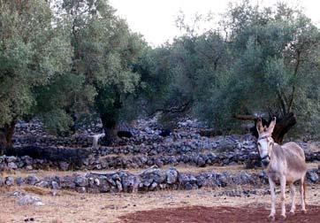 Τοίχος αντιστήριξης σε ελαιώνα στη Παντάνασσα. Figure 29.
