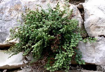 Νεαρή Πρασινόσαυρα (Lacerta viridis) σε ξερολιθιά. Figure 41. Young Lacerta viridis at dry-stone wall.