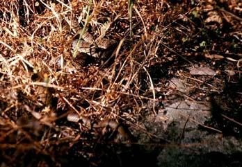Εικόνα 43. Πτεριδόφυτο του γένους Asplenium σε τοίχο αντιστήριξης. Figure 43.