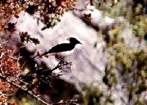 Oenanthe hispanica, ένα μικρόπουλο ξηρών περιοχών. Figure 46. Oenanthe hispanica, a small bird of dry regions.