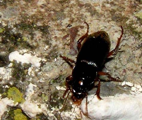 τοίχων της ξερολιθιάς. Συχνά παρατηρούμε διάφορα είδη σαύρας και φιδιών.