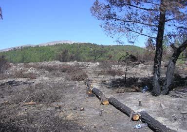 Κατασκευή κορμοδεμάτων σε θέση με μικρή κλίση εδάφους. Figure 1.