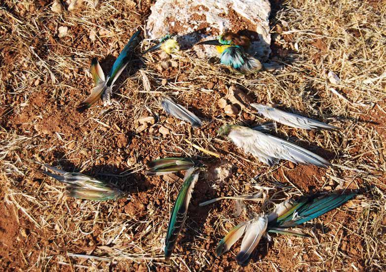 The Panagia hunting area lies on the important international migration flyway from Europe to Africa (over Cape Greco).